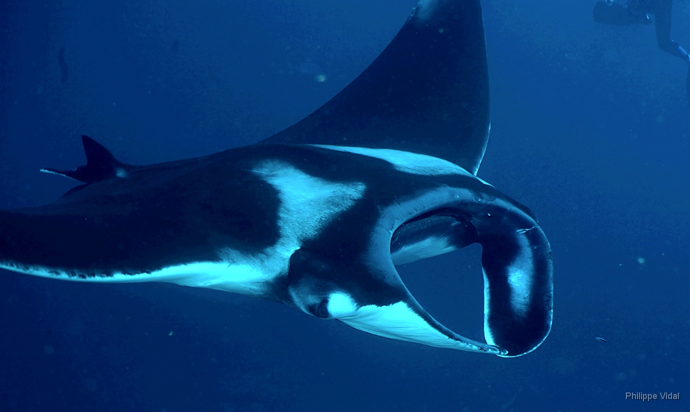 Birmanie - Mergui - 2018 - DSC02892_f - Oceanic Manta Ray - Raie Manta Oceanique - Manta Biostris.jpg